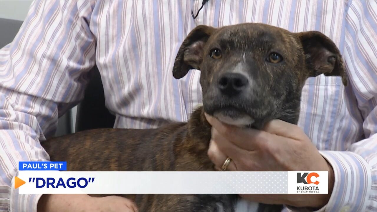 PAUL'S PETS: Meet "Drago" the dog up for adoption at the Humane Educational Society in Chattanooga